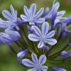 Agapanthus 'Sweet Surprise' -Outdoor Plant Store PB0327 1