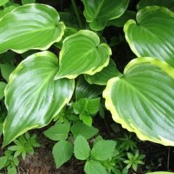 Hosta 'Sugar & Spice' 8 Hosta 'Sugar & Spice' -Outdoor Plant Store PB0357 3