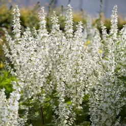 Salvia 'Lyrical White' -Outdoor Plant Store PB0372 3