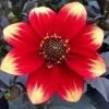 Dahlia 'Dahlegria Orange Yellow Tip' -Outdoor Plant Store PB0387 1