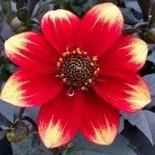 Dahlia 'Dahlegria Orange Yellow Tip'