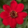 Dahlia 'Dahlegria Red' 1 Dahlia 'Dahlegria Red' -Outdoor Plant Store PB0389 1
