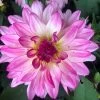 Dahlia 'Sincerity' -Outdoor Plant Store PB0392 1
