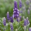 Lavender 'Blue Spear' -Outdoor Plant Store PB0404 1