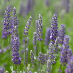 Lavender 'Blue Spear' -Outdoor Plant Store PB0404 2