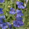 Penstemon 'Electric Blue' -Outdoor Plant Store PB0410 1