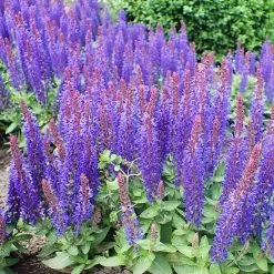 Salvia 'Blue Hill' -Outdoor Plant Store PB0413 3