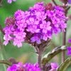Verbena Rigida -Outdoor Plant Store PB0419 1