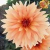 Dahlia 'Autumn Fairy' -Outdoor Plant Store PB0421 1