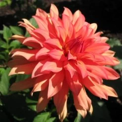 Dahlia 'Autumn Fairy' -Outdoor Plant Store PB0421 2