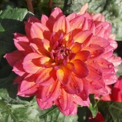 Dahlia 'Firepot' -Outdoor Plant Store PB0422 2