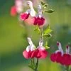 Salvia 'Hot Lips' -Outdoor Plant Store PB0432 1