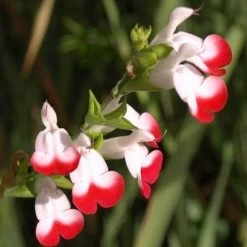 Salvia 'Hot Lips' -Outdoor Plant Store PB0432 3