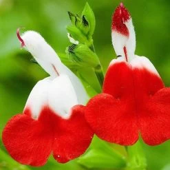 Salvia 'Hot Lips' -Outdoor Plant Store PB0432 4