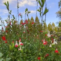 Salvia 'Hot Lips' -Outdoor Plant Store PB0432 5