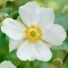 Anemone 'Elfin Swan' -Outdoor Plant Store PB0449 1
