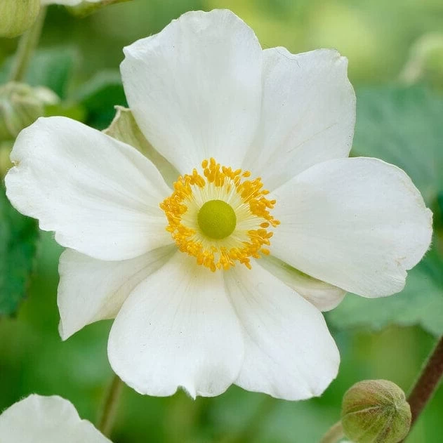 Anemone 'Elfin Swan' 3 Anemone 'Elfin Swan'