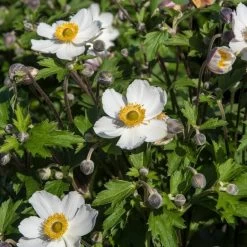 Anemone 'Elfin Swan' 8 Anemone 'Elfin Swan' -Outdoor Plant Store PB0449 3