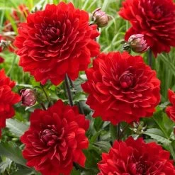 Dahlia 'Karma Amora' -Outdoor Plant Store PB0491 3