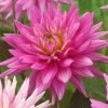 Dahlia 'Karma Pink Corona' -Outdoor Plant Store PB0493 1