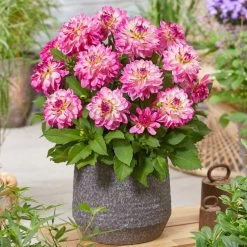 Dahlia 'Sincerity Rose Bicolour' -Outdoor Plant Store PB0498 2