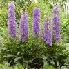 Delphinium 'Delgenius Breezin' -Outdoor Plant Store PB0506 1