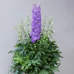 Delphinium 'Delgenius Breezin' -Outdoor Plant Store PB0506 2