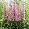 Delphinium 'Delgenius Juliette' -Outdoor Plant Store PB0508 1