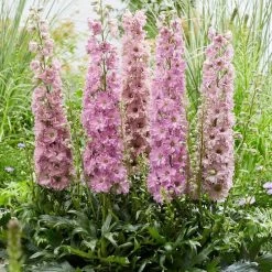 Delphinium 'Delgenius Juliette'