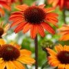 Echinacea 'SunSeekers Orange' -Outdoor Plant Store PB0538 1 a0fb1dec 6e8c 4ba1 9da3 b683e98d4552