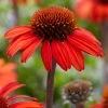 Echinacea 'SunSeekers Red' -Outdoor Plant Store PB0540 1 f6eea52b 67d0 408c 88c4 715a6080f038