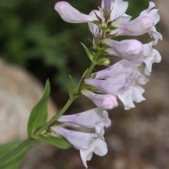 Penstemon 'Pensham Wedding Day' -Outdoor Plant Store PB0615 2