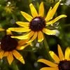Rudbeckia 'Little Gold Star' -Outdoor Plant Store PB0630 3 98b412d0 60b3 4875 82ec e585493efb55