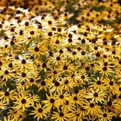 Rudbeckia 'Little Gold Star' -Outdoor Plant Store PB0630 5 cce8724b 55eb 4373 976b 6c7d434870a4