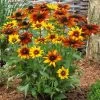 Rudbeckia 'Summerina Orange' -Outdoor Plant Store PB0631 1 edf7422d f3aa 4592 b994 46567dd47af2