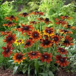 Rudbeckia 'Summerina Orange' -Outdoor Plant Store PB0631 3 5aef5f50 11a7 4c80 bcd1 3c4ed029bd20