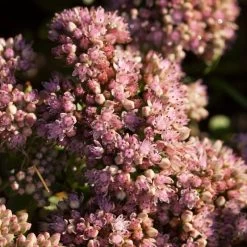 Sedum 'Sunsparkler Lime Zinger' -Outdoor Plant Store PB0647 3