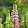 Lupin 'Legendary Rose Shades' 1 Lupin 'Legendary Rose Shades' -Outdoor Plant Store PB0675 1