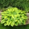 Hosta 'Velvet Moon' 1 Hosta 'Velvet Moon' -Outdoor Plant Store PB0778 1