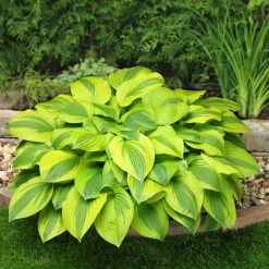 Hosta 'Velvet Moon'