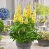 Lupin West Country Desert Sun -Outdoor Plant Store PB0807 1