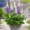 Lupin West Country Persian Slipper -Outdoor Plant Store PB0809 1