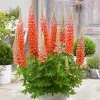Lupin West Country Terracotta 1 Lupin West Country Terracotta -Outdoor Plant Store PB0811 1