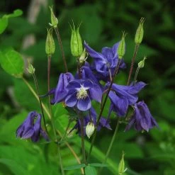 Aquilegia Barlow Blue -Outdoor Plant Store PB0831 1