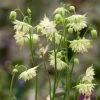 Aquilegia Barlow White -Outdoor Plant Store PB0834 1