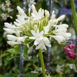 Stately Agapanthus Collection -Outdoor Plant Store PB0864 1 1