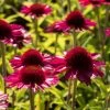 Echinacea 'Delicious Candy' -Outdoor Plant Store PB1157 1 1a2c8750 8396 438a beec fa7e53f21d6e