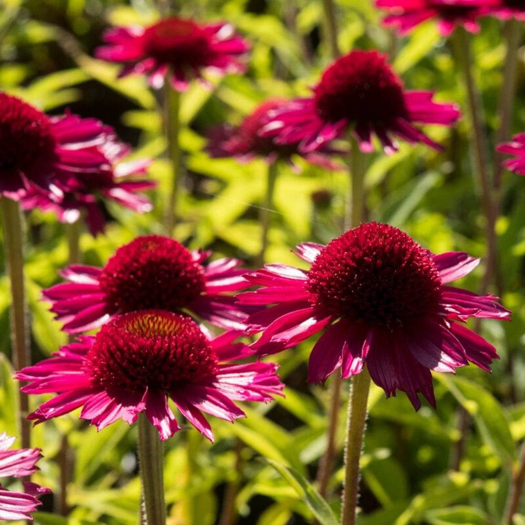 Echinacea 'Delicious Candy' 3 Echinacea 'Delicious Candy'