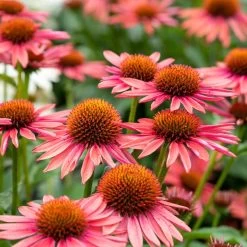 Echinacea 'Mooodz Satisfy'