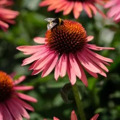 Echinacea 'Mooodz Satisfy' -Outdoor Plant Store PB1160 3 0960d028 41ac 4daf 9e20 30ed2f1a791f